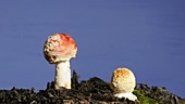 Fly agaric mushrooms growing, timelapse