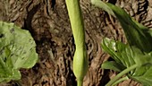 Arum maculatum flower, timelapse