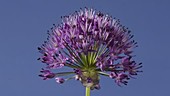 Allium Purple Sensation, timelapse