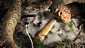 Fly agaric mushroom rotting, timelapse