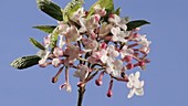 Viburnum carlesii flowers, timelapse