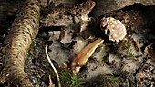 Fly agaric mushroom rotting, timelapse