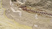 Telepholis fish fossil