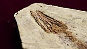 Confuciusornis bird fossil