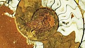 Nautiloidea fossil