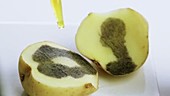 Iodine starch test on a potato