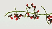 Winged spindle branch