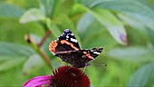 Red admiral butterfly feeding on a flower