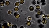Bacteria, microscopic view