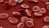 Red blood cells, SEM