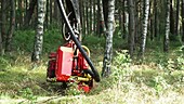 Tree felling machine