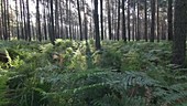 Forest and ferns timelapse