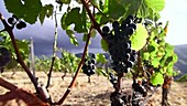 Grapes on vines