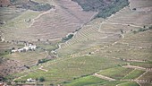 Vineyards, Douro, Portugal