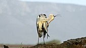 Grey heron grooming itself