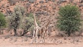 Male giraffes jousting