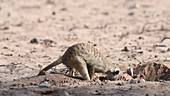Meerkat foraging