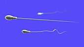 Sperm, animation
