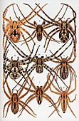 Spider illustrations
