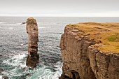 Yesnaby Castle,a sea stack at Yesnaby
