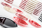 Agar plates in a laboratory