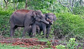 Asian elephants with calf