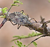 Shield bug (Erthesina fullo)