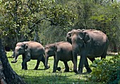 Asian elephant group