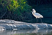 Eurasian spoonbill breeding plumage