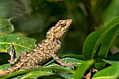 Eastern garden lizard