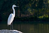 Great egret at water's edge