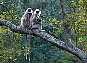 Grey langur monkeys