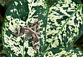 Oleander hawk-moth on a leaf
