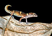 Kollegal ground gecko