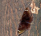 Male large-eyed moth