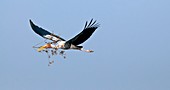 Painted stork with nest material