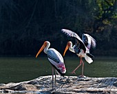 Painted storks