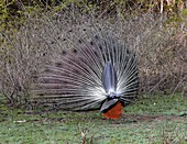 Indian peacock displaying