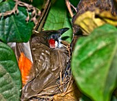 Red-whiskered bulbul on nest