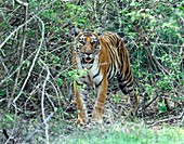 Bengal tigress in the bush