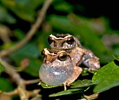 Male bush frogs