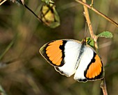 Male white orange tip butterfly