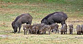 Wild boar sow and piglets