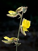 Rattlepod (Crotalaria calycina)