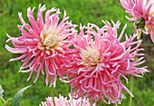 Dahlia 'Stars Favorite'