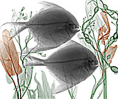Pomfret fish and aquatic plants,X-ray