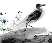 Seagull and sea holly,X-ray