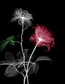 Rose flowers,X-ray
