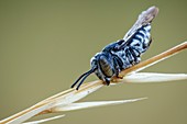 Bee - Coeloxys afra