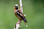 Hawfinch